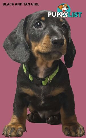Miniature dachshund  puppies