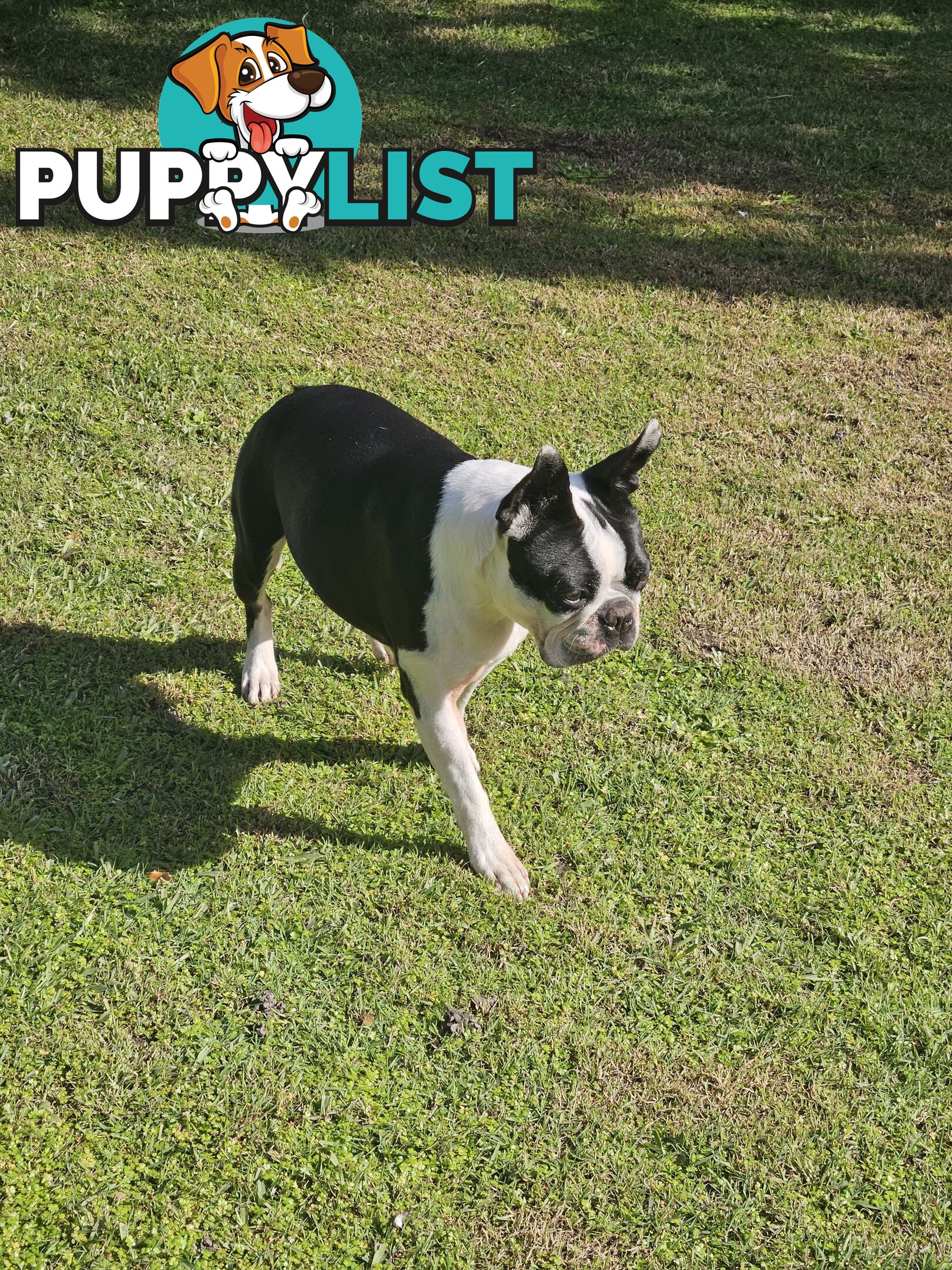 Boston Terrier Desexed Female