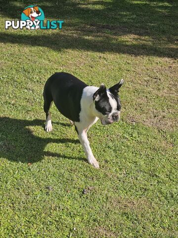 Boston Terrier Desexed Female