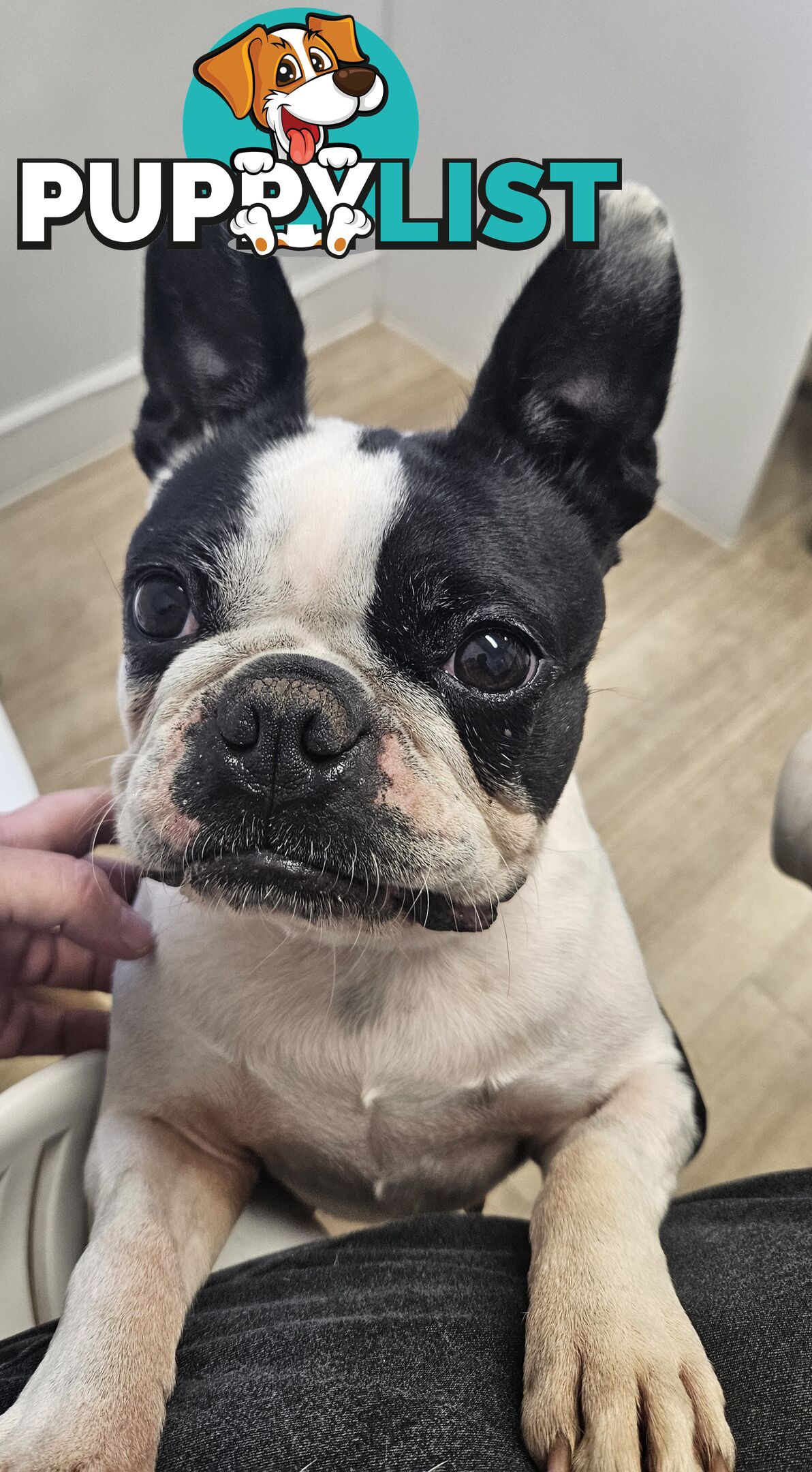 Boston Terrier Desexed Female