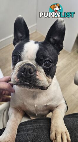 Boston Terrier Desexed Female
