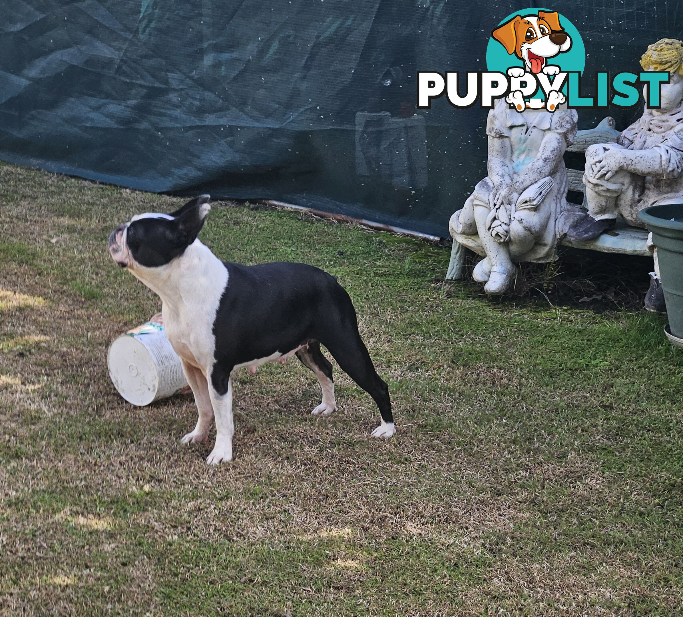 Boston Terrier Desexed Female