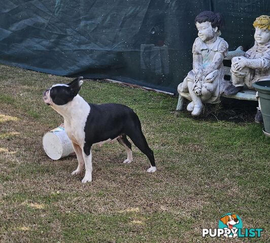 Boston Terrier Desexed Female