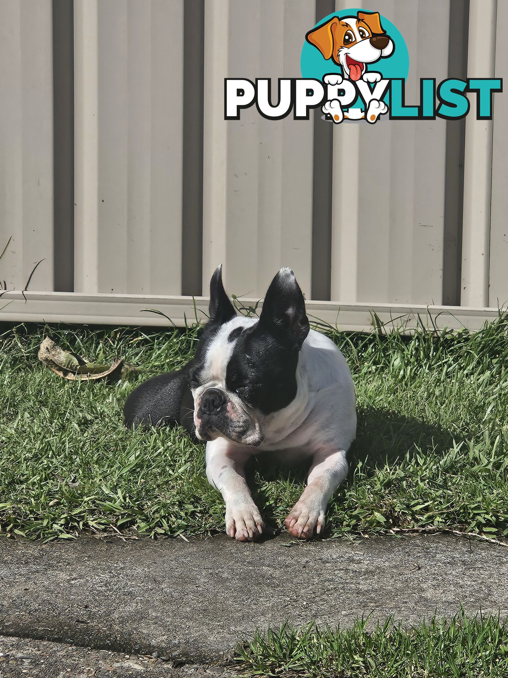 Boston Terrier Desexed Female