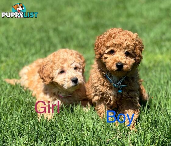 1 Male & 1 Female apricot Cavoodle pup left