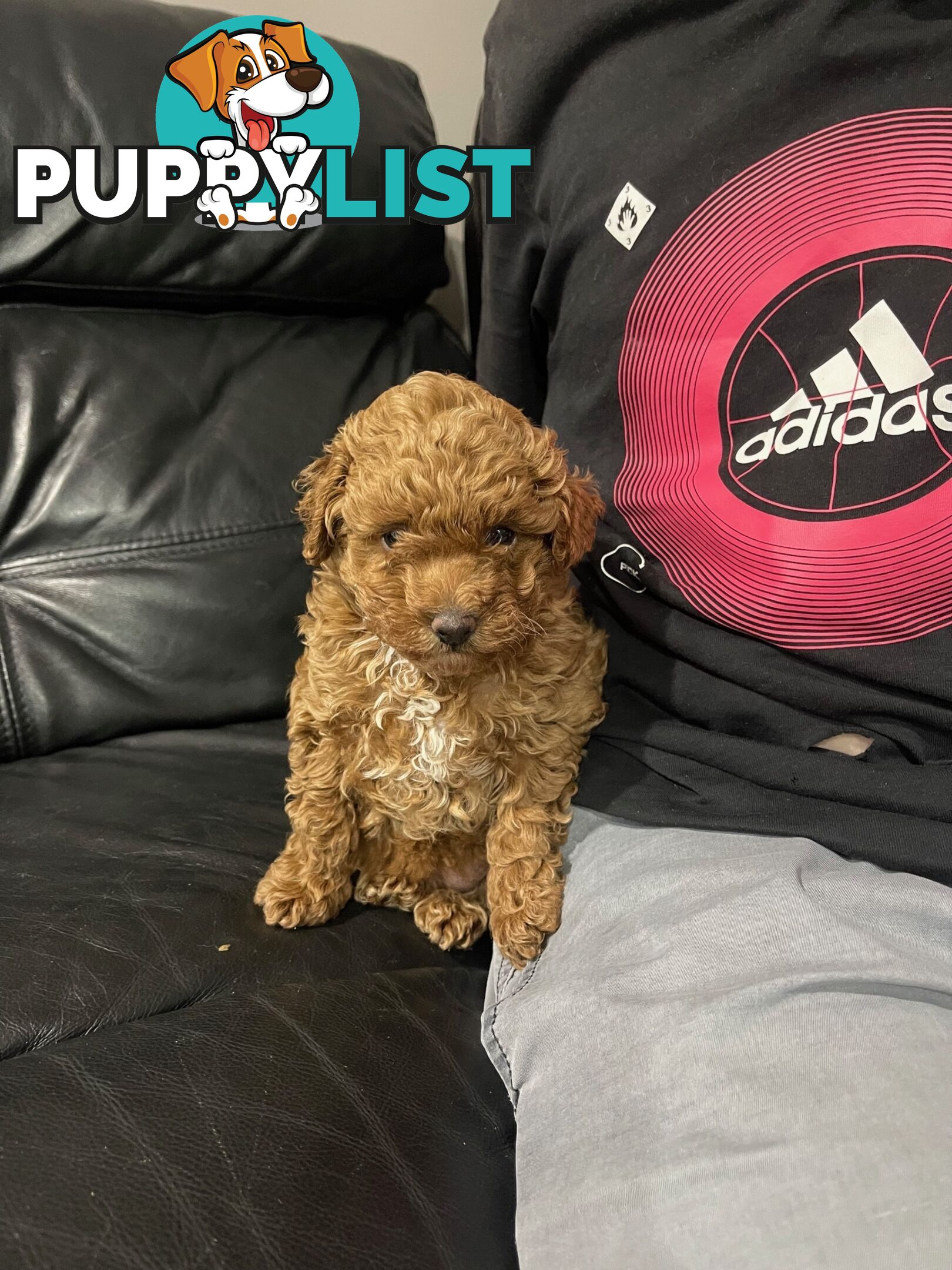 1 Red Female Toy Poodle DNA Cleared