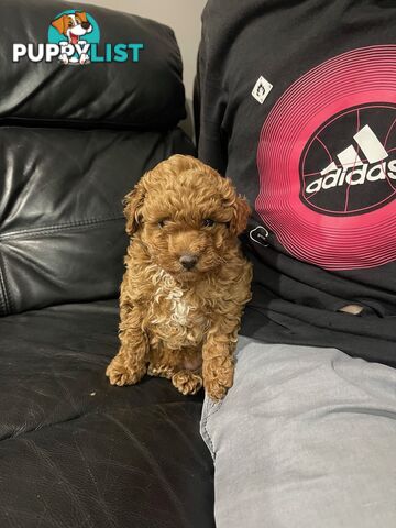 1 Red Female Toy Poodle DNA Cleared