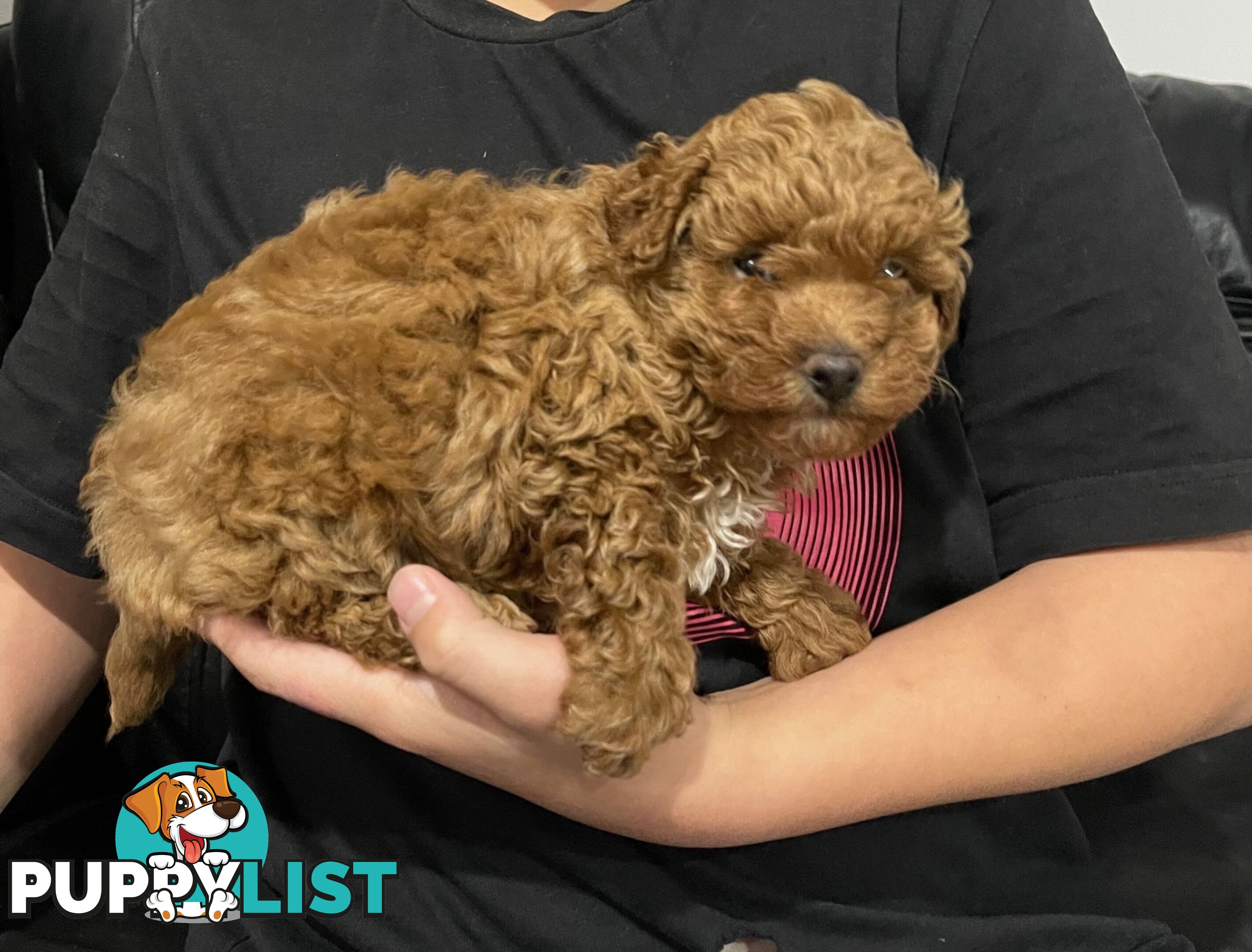 1 Red Female Toy Poodle DNA Cleared