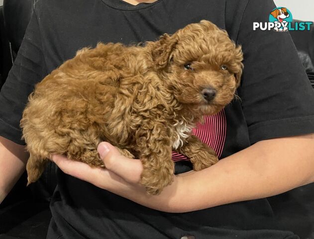 1 Red Female Toy Poodle DNA Cleared