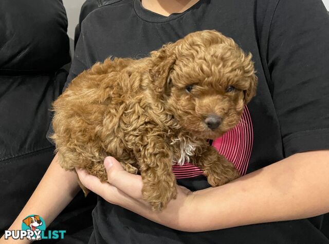 1 Red Female Toy Poodle DNA Cleared