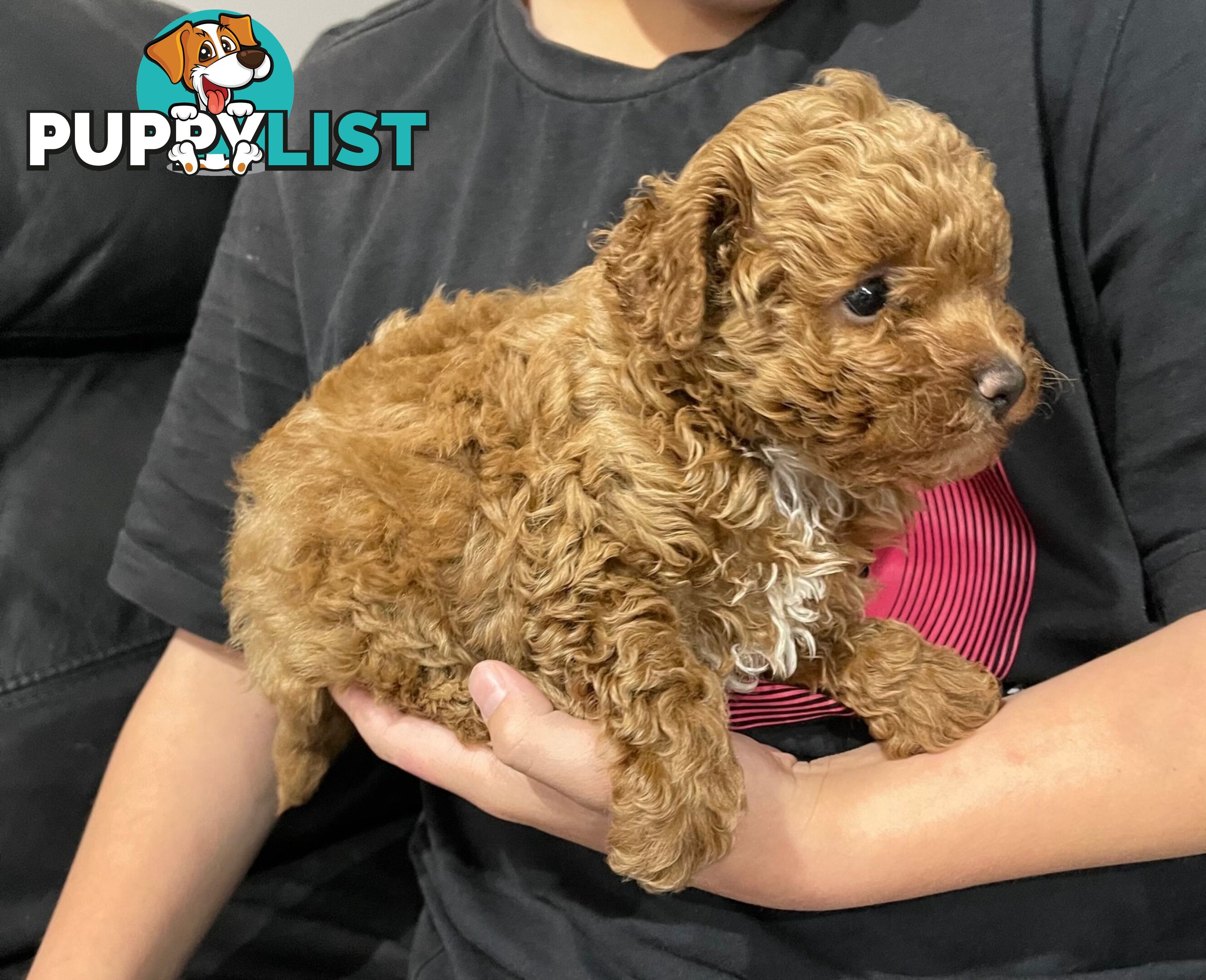 1 Red Female Toy Poodle DNA Cleared