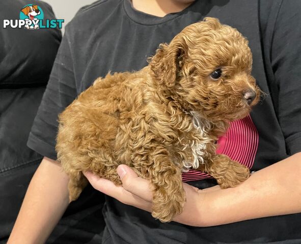 1 Red Female Toy Poodle DNA Cleared