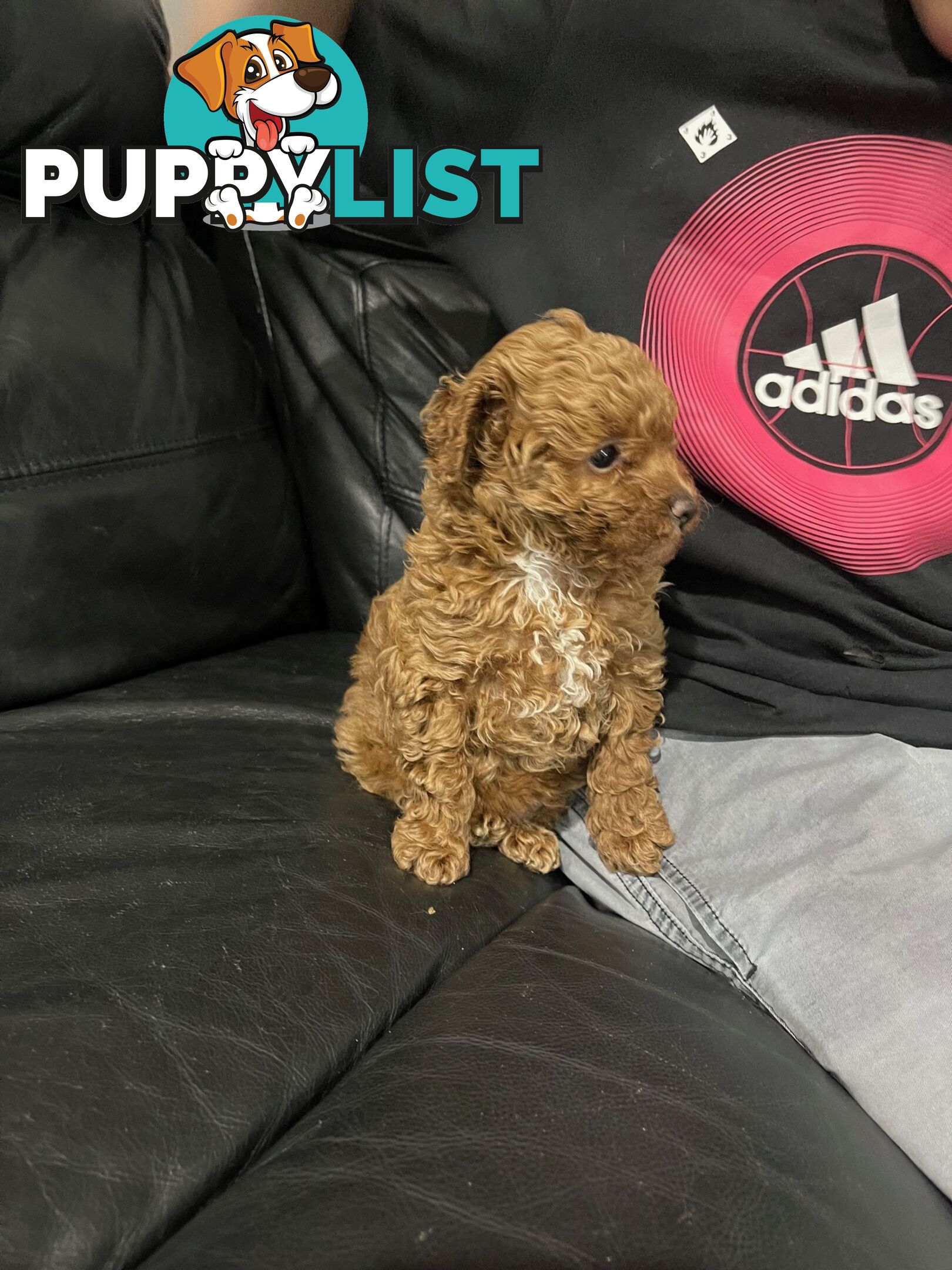 1 Red Female Toy Poodle DNA Cleared