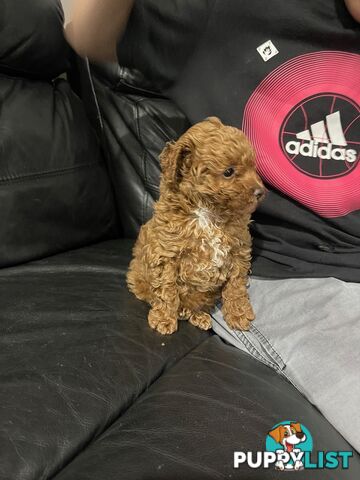 1 Red Female Toy Poodle DNA Cleared