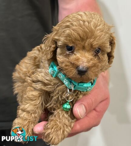 Red Toy Poodles Looking For Their Forever Home