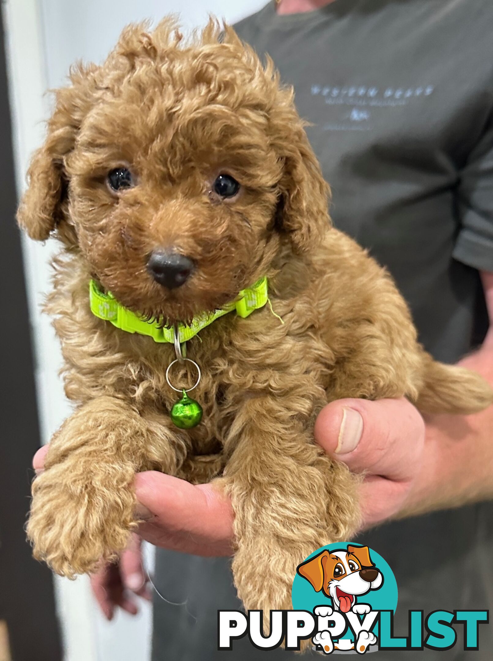 Red Toy Poodles Looking For Their Forever Home