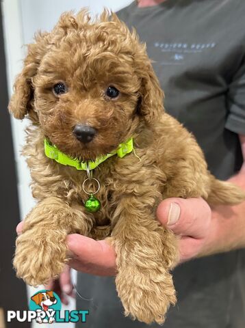 Red Toy Poodles Looking For Their Forever Home