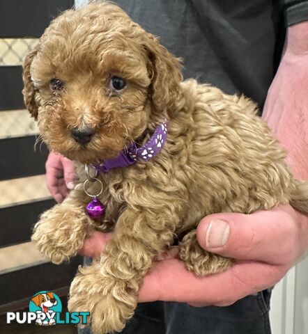 Red Toy Poodles Looking For Their Forever Home