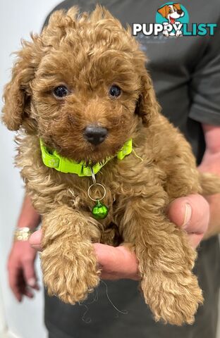 Red Toy Poodles Looking For Their Forever Home