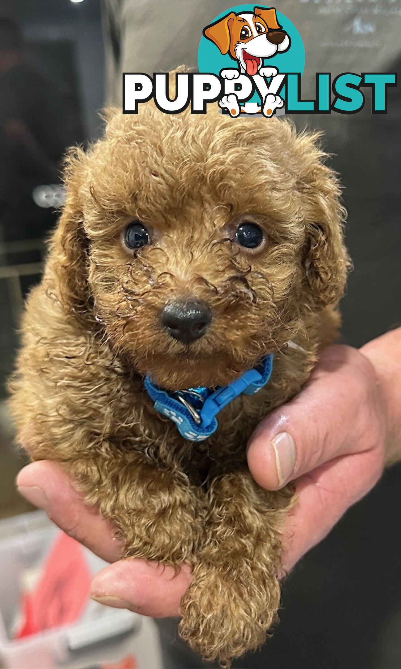 Red Toy Poodles Looking For Their Forever Home