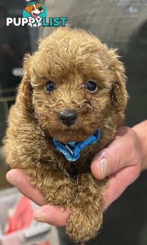 Red Toy Poodles Looking For Their Forever Home