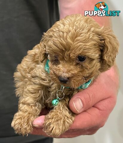 Red Toy Poodles Looking For Their Forever Home