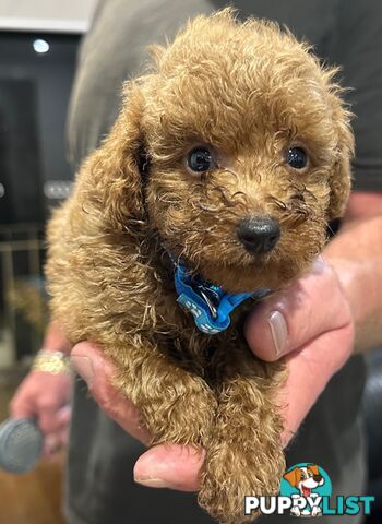 Red Toy Poodles Looking For Their Forever Home