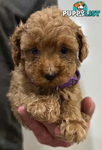 Red Toy Poodles Looking For Their Forever Home