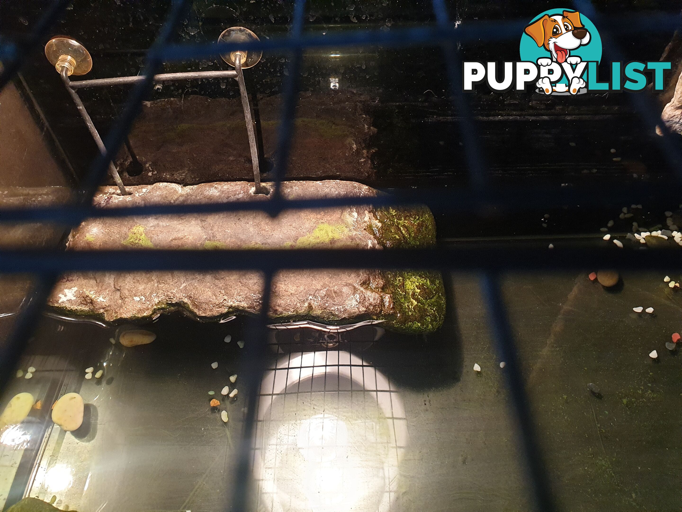Large fish/turtle tank complete set up