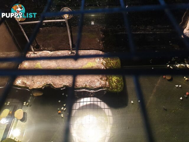 Large fish/turtle tank complete set up