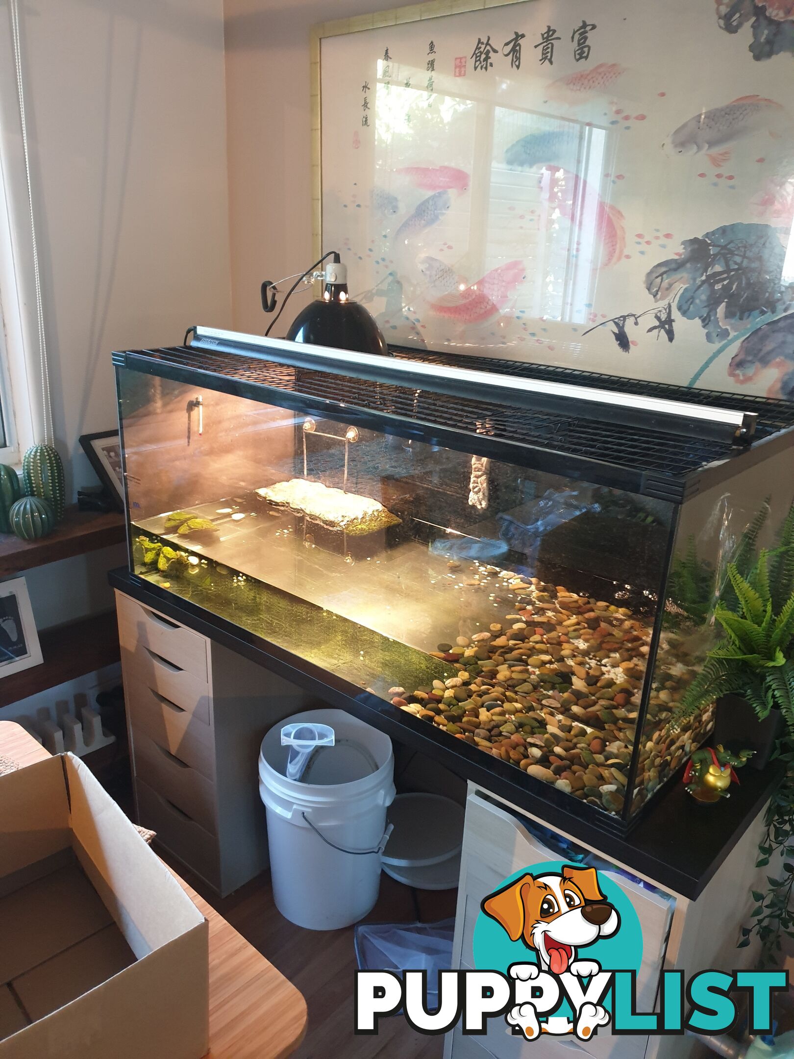 Large fish/turtle tank complete set up