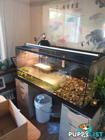 Large fish/turtle tank complete set up