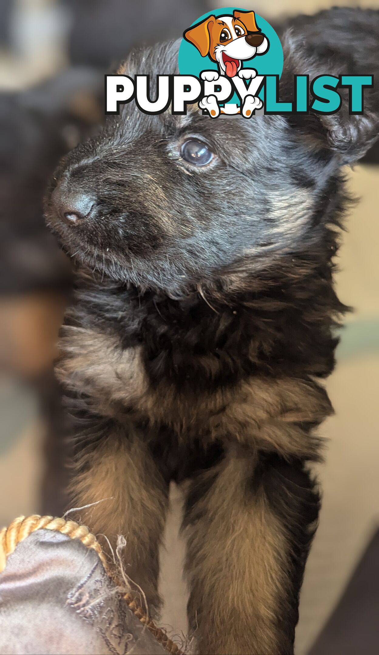 PURE BREED LONG HAIR GERMAN SHEPHERDS