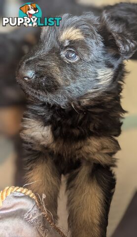 PURE BREED LONG HAIR GERMAN SHEPHERDS