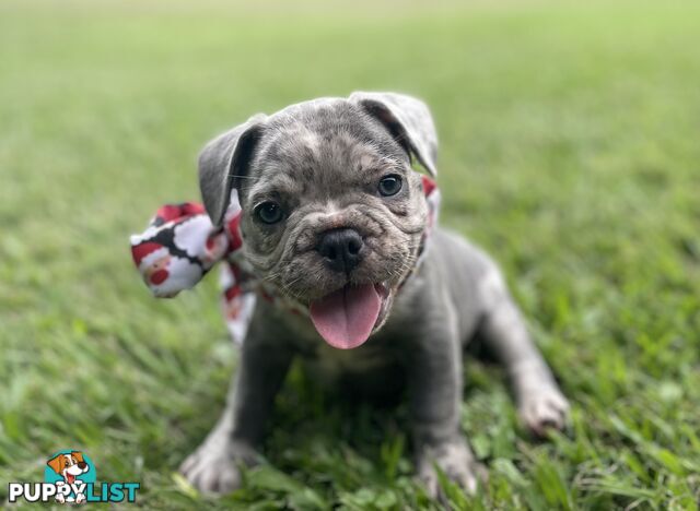 French Bulldogs Health Guaranteed!!! MDBA registration and VET HEALTH APPROVED