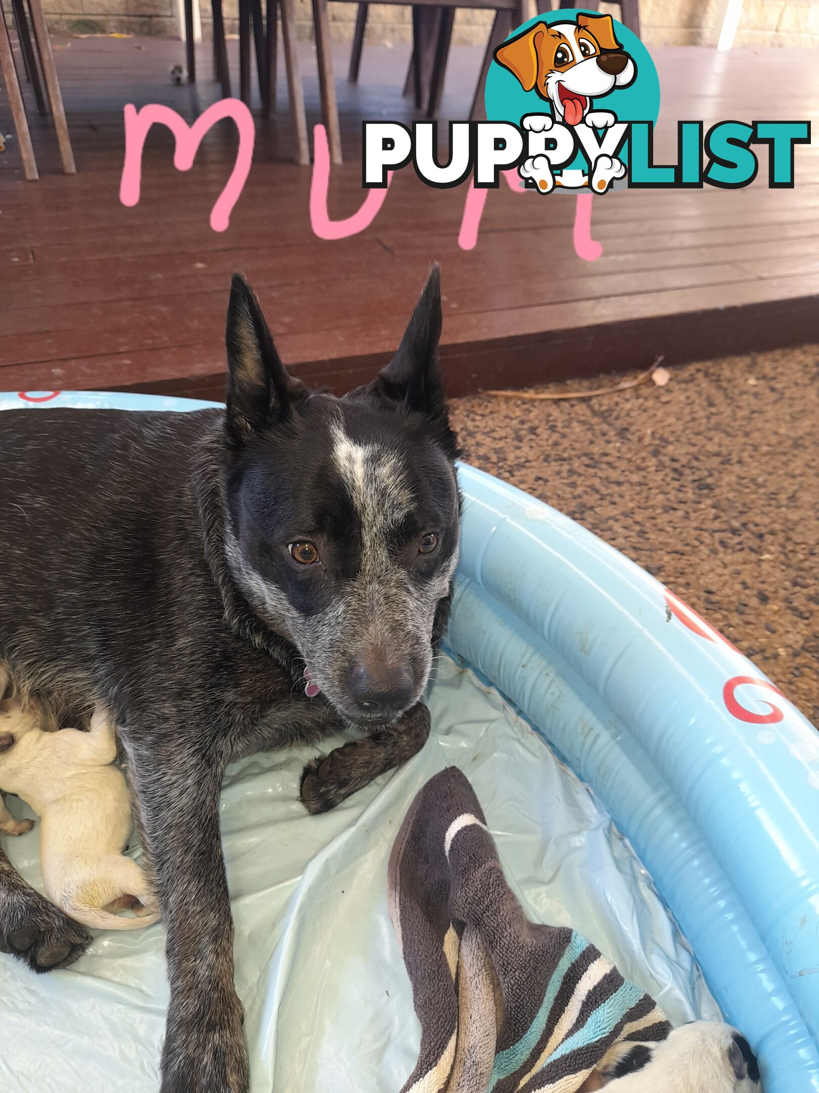 Purebred cattle dog male pup 8 weeks old