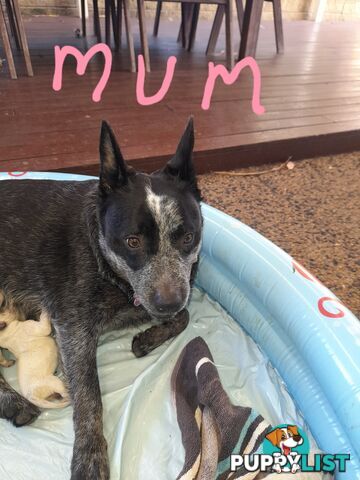 Purebred cattle dog male pup 8 weeks old