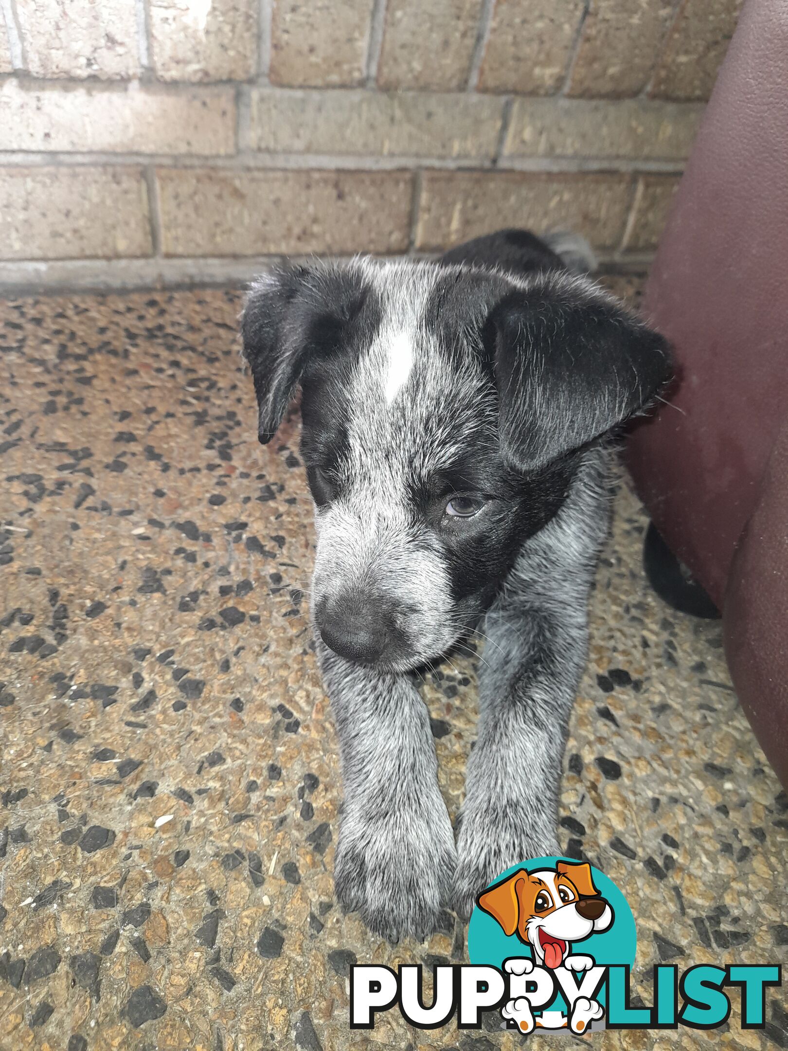 Purebred cattle dog male pup 8 weeks old