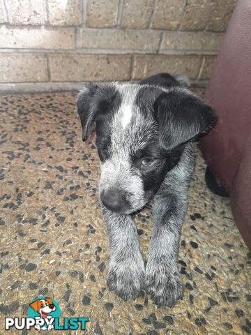 Purebred cattle dog male pup 8 weeks old