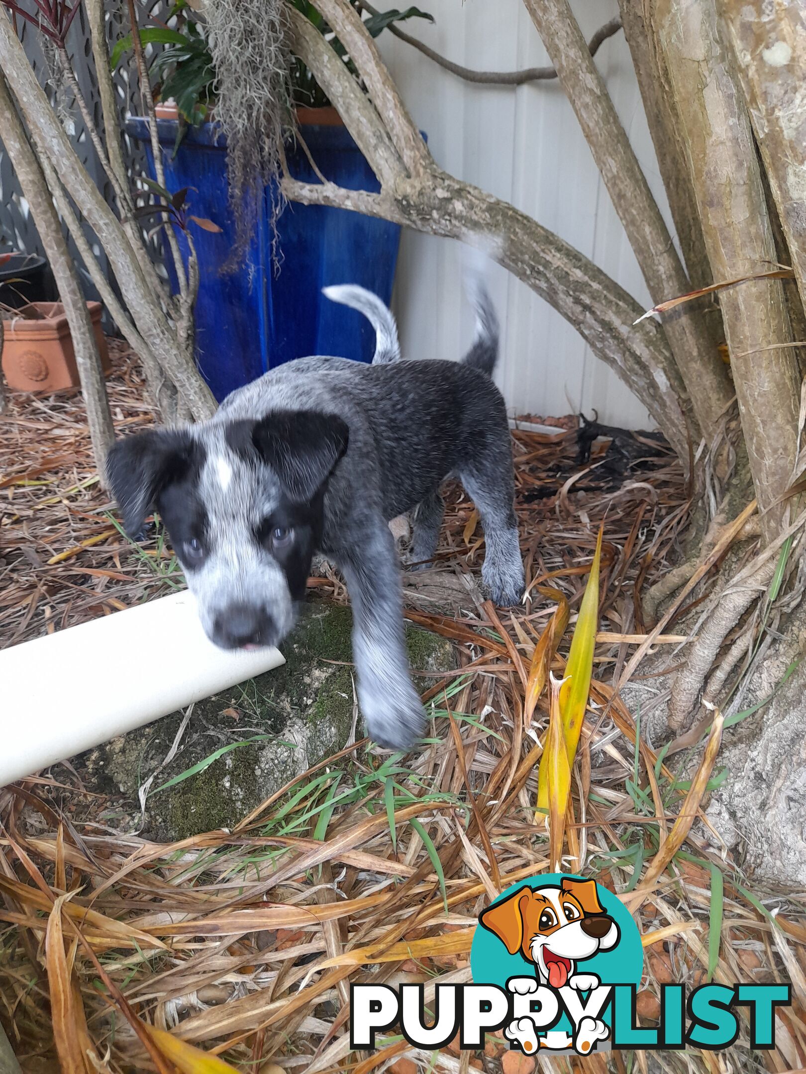 Purebred cattle dog male pup 8 weeks old