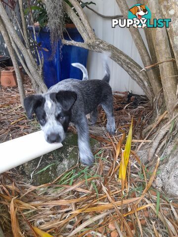 Purebred cattle dog male pup 8 weeks old