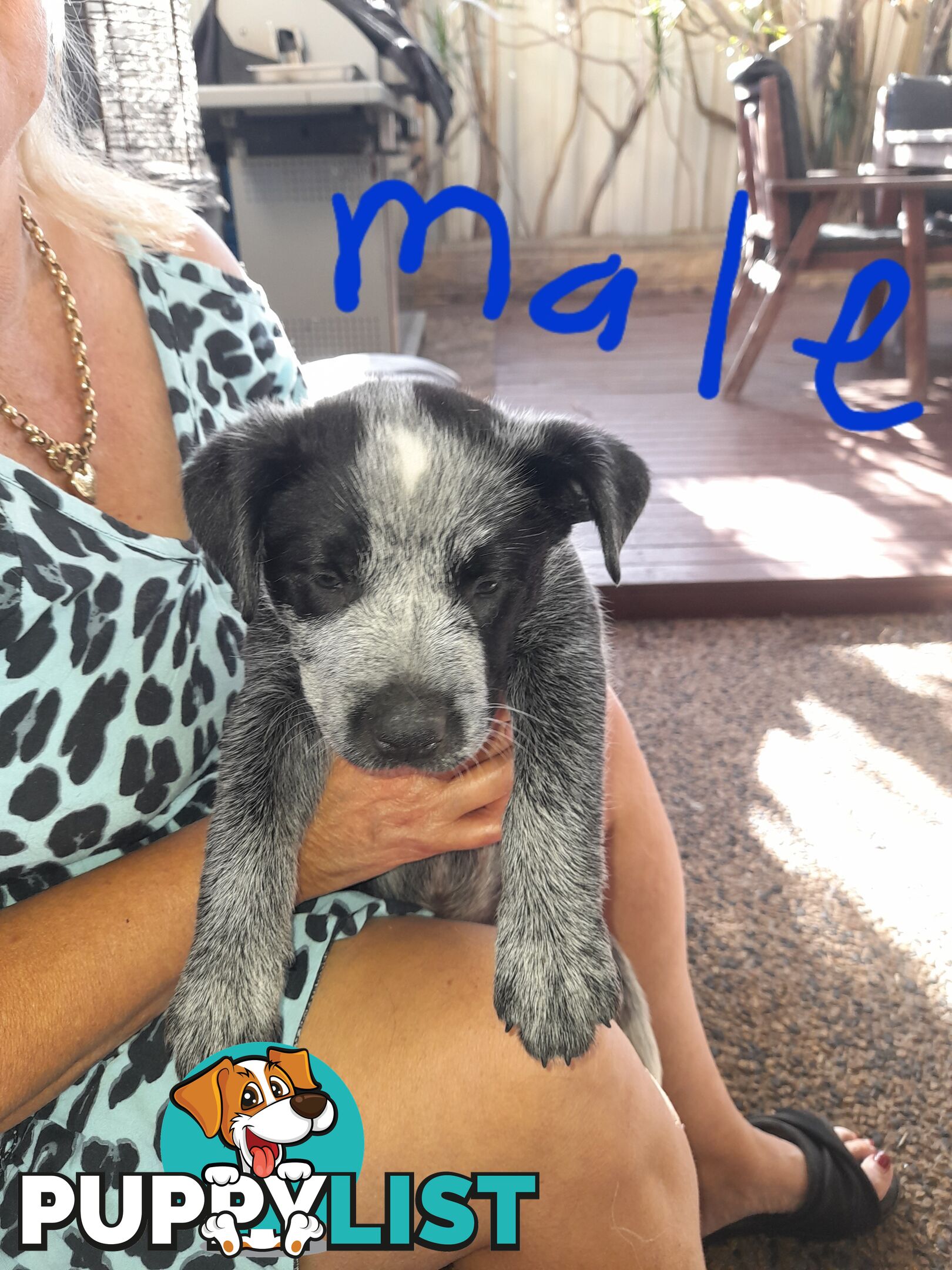 Purebred cattle dog male pup 8 weeks old