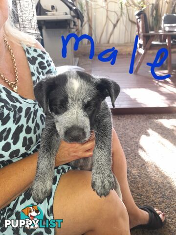 Purebred cattle dog male pup 8 weeks old