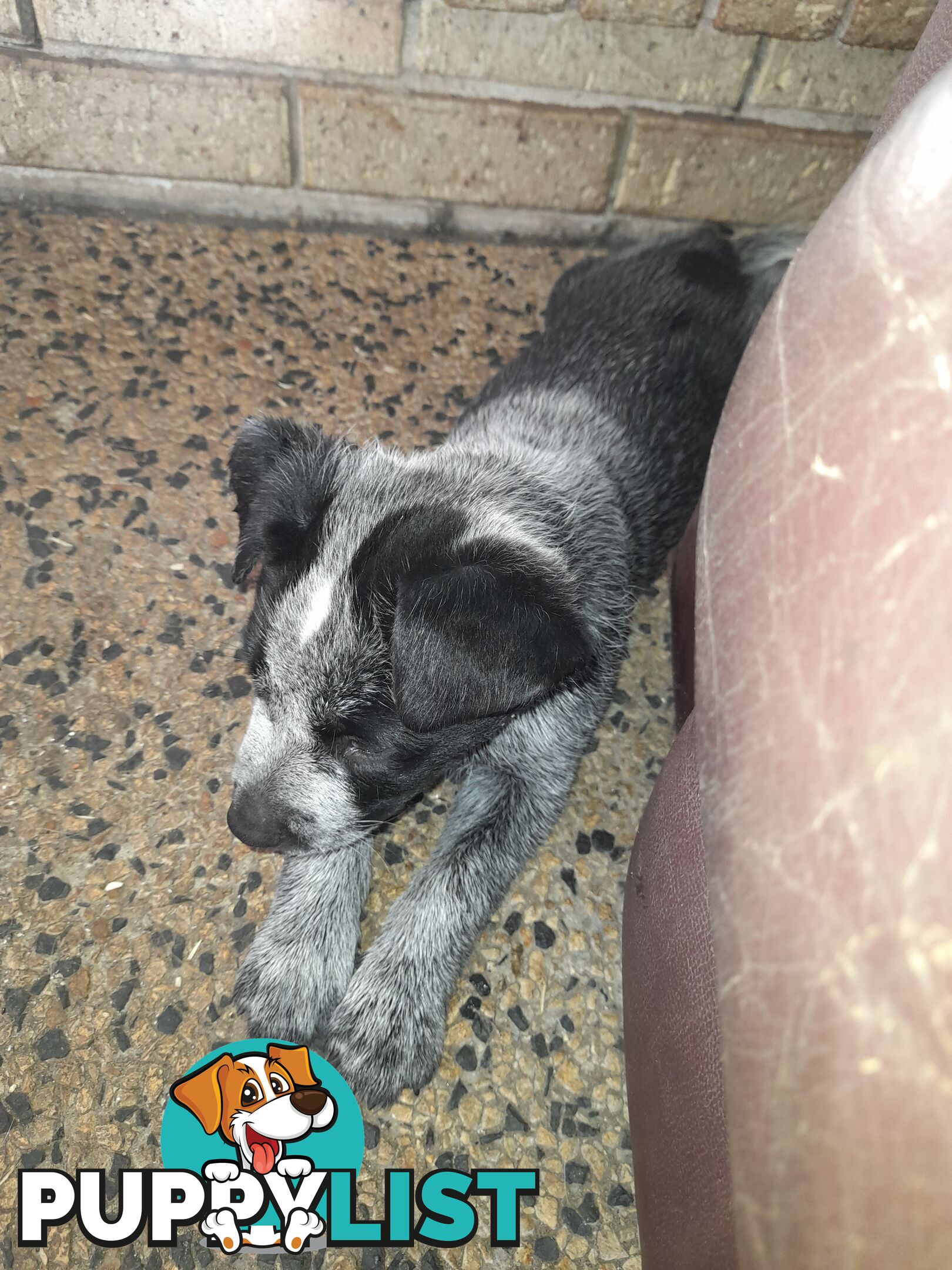 Purebred cattle dog male pup 8 weeks old