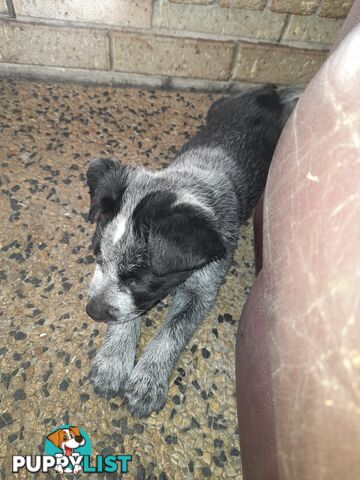 Purebred cattle dog male pup 8 weeks old