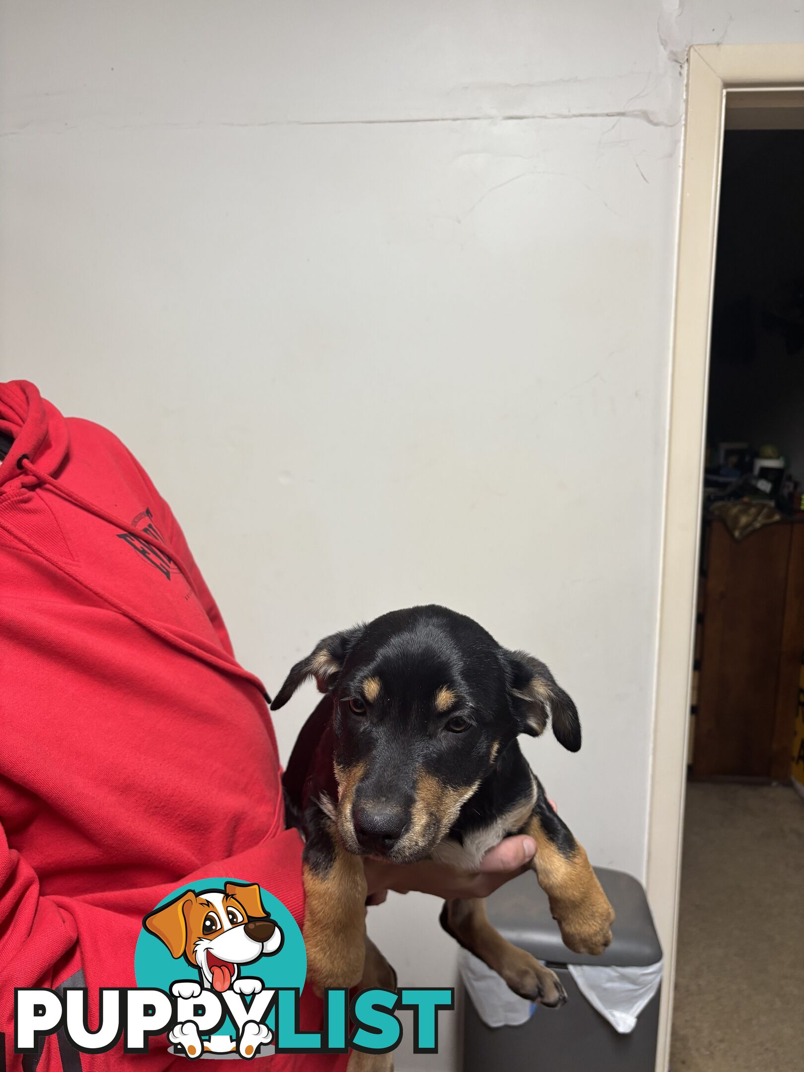 4 pure bred kelpie pups