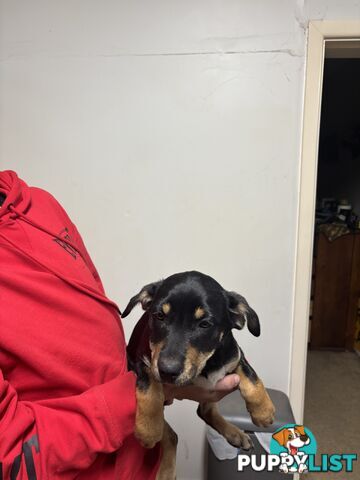 4 pure bred kelpie pups