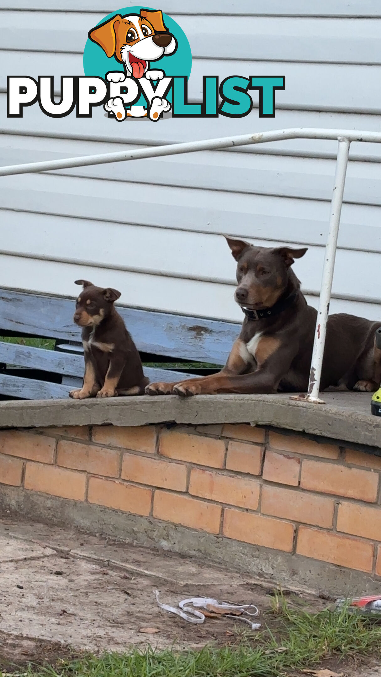 4 pure bred kelpie pups