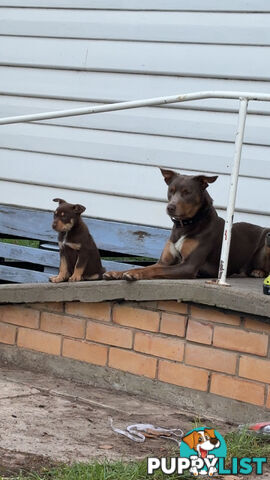 4 pure bred kelpie pups