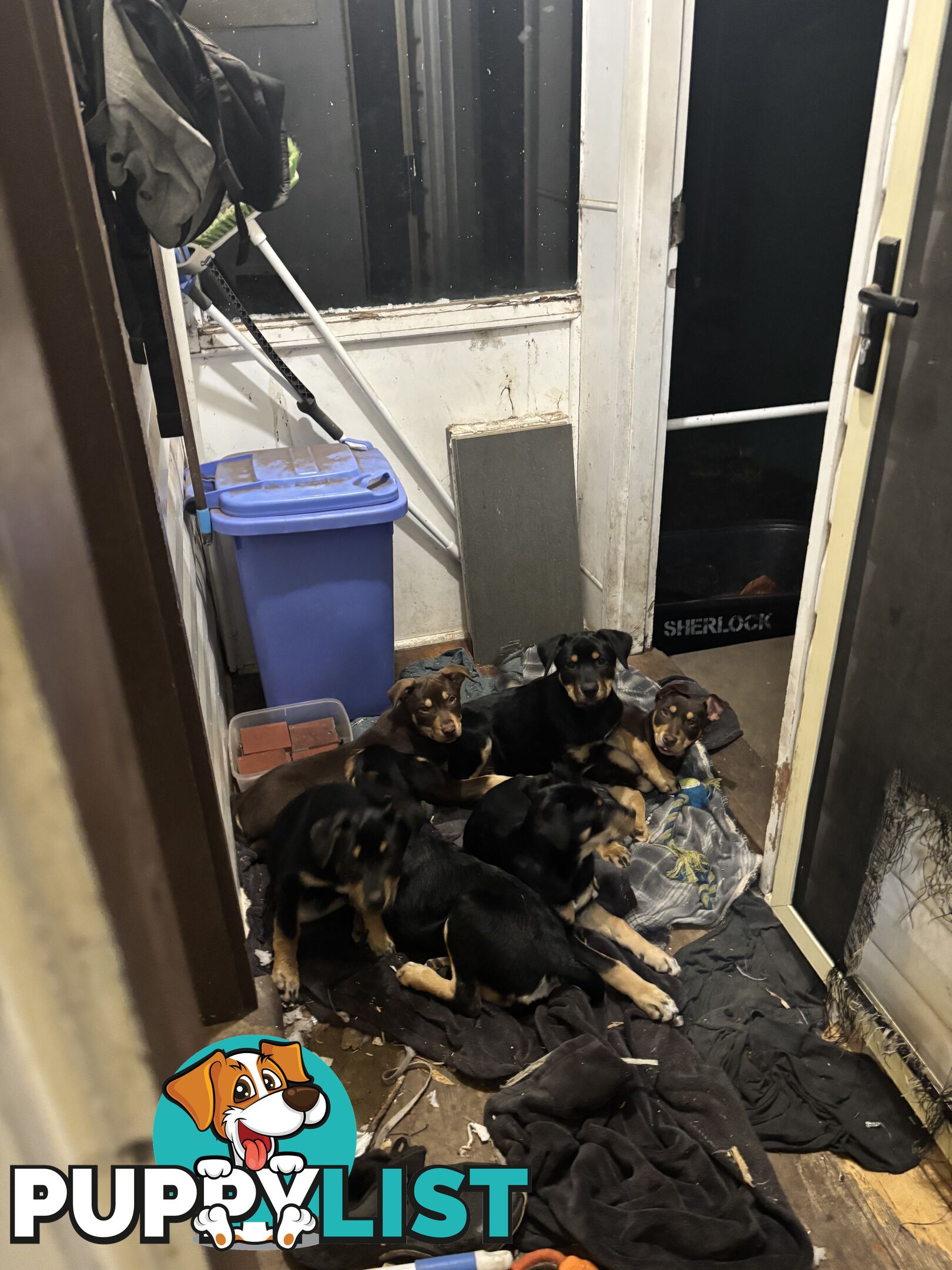 4 pure bred kelpie pups